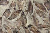 Fossil Fish (Gosiutichthys) Mortality Plate - Lake Gosiute #130060-1
